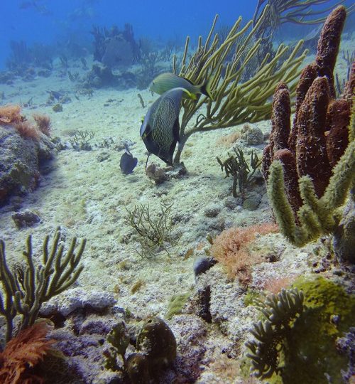reef22
